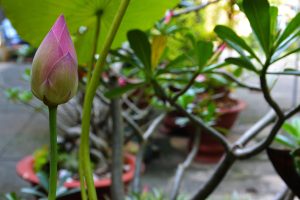 Lotusbloem in Vietnam